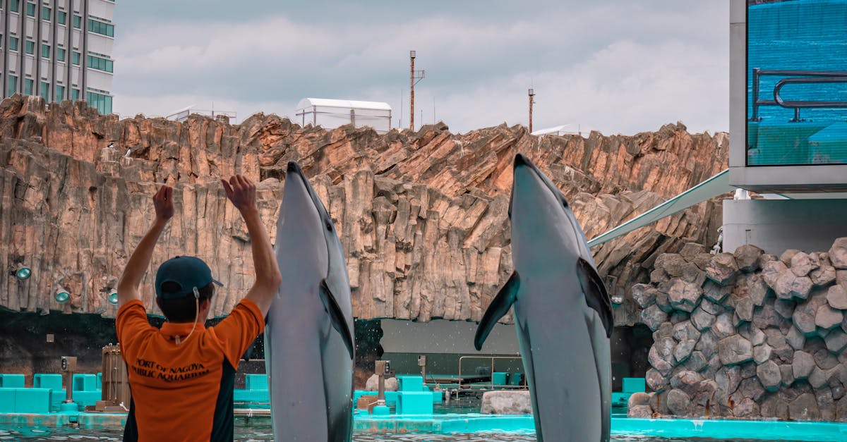 Man Training Dolphins